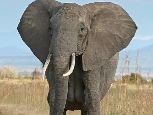 ELEFANTE