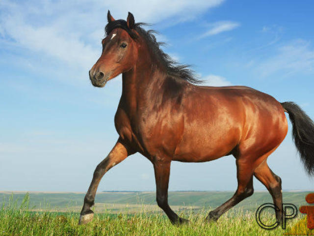 CAVALO