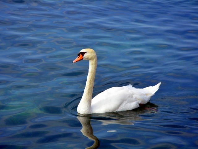 Cisne - O Patinho Feio