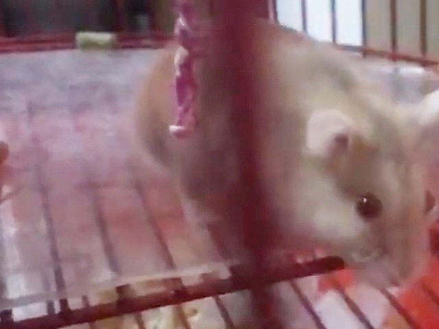 Hamster