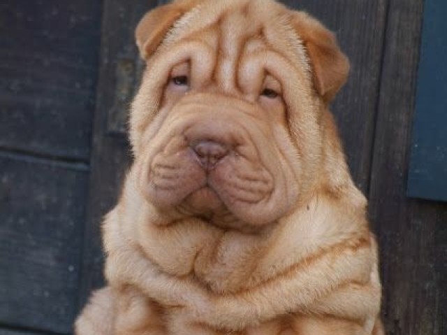 Sharpei