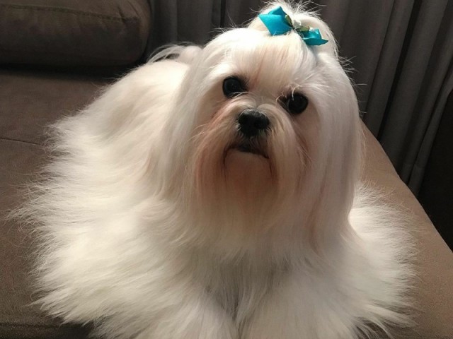 Lhasa Apso