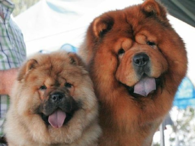 Chow Chow