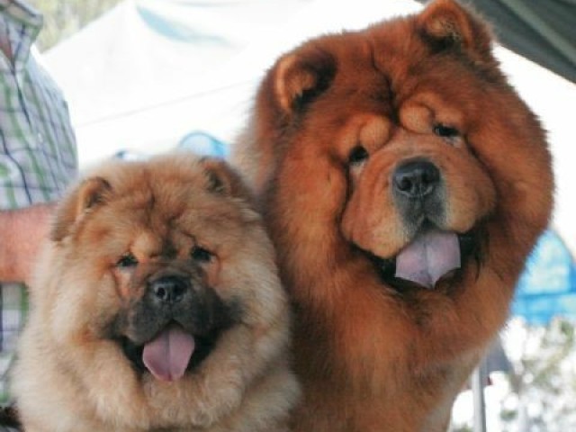 Chow Chow