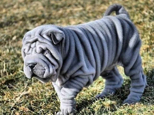 Sharpei