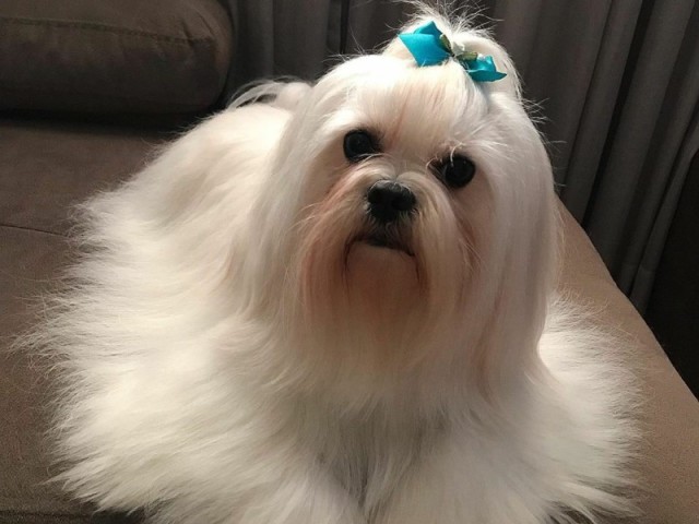 Lhasa Apso