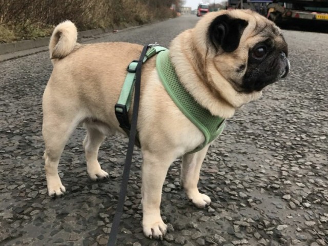 Pug