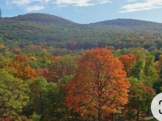 Floresta temperada