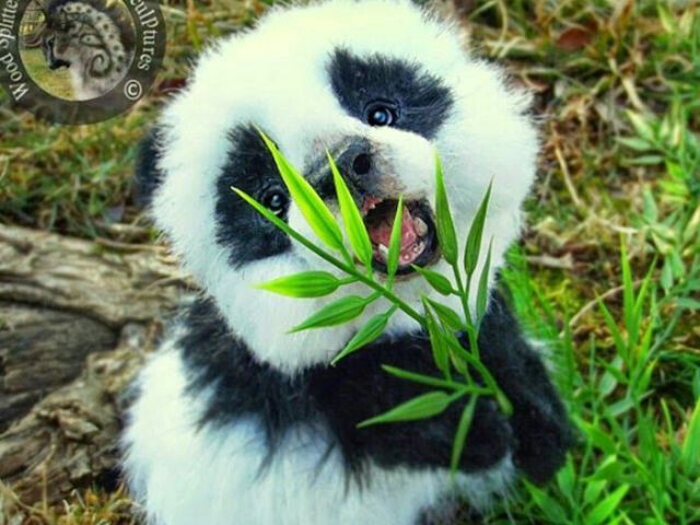 panda