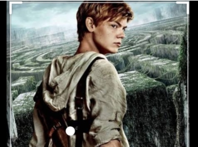 Newt