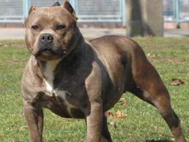 CÃES