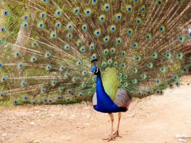 Pavão