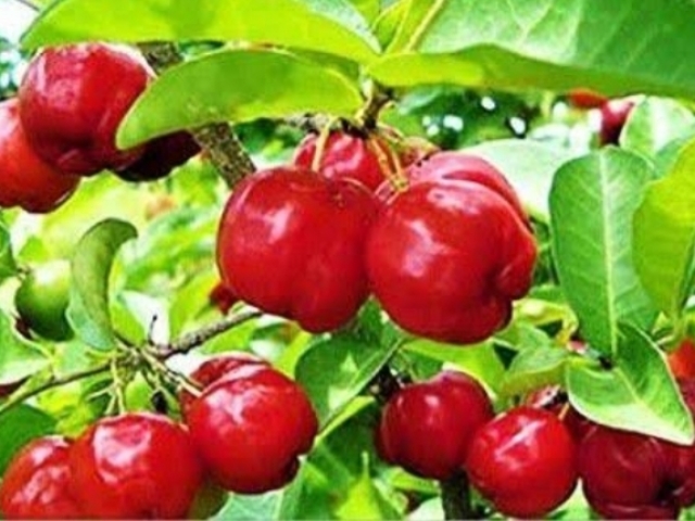 Acerola