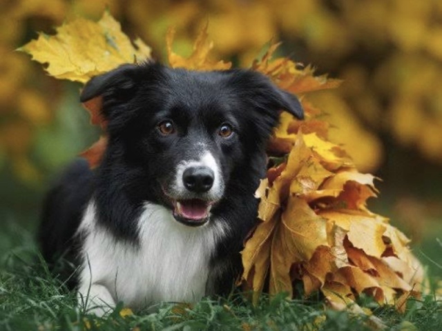 Border Collie