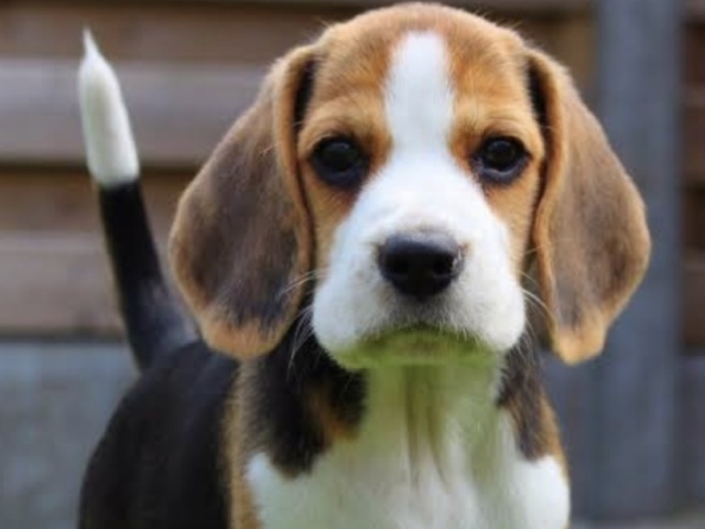 Beagle