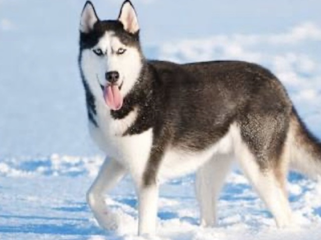 Husky Siberiano