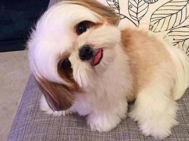 Um Shih-tzu❤️❤️