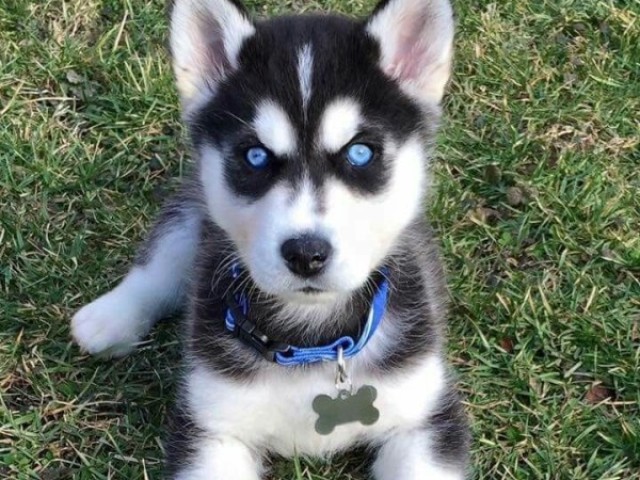 Um Husky❤️❤️