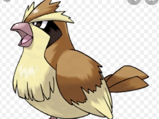 Pidgey