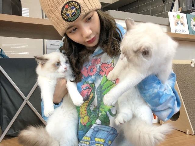 Leo e Luca gatos de Lisa do BLACKPINK.