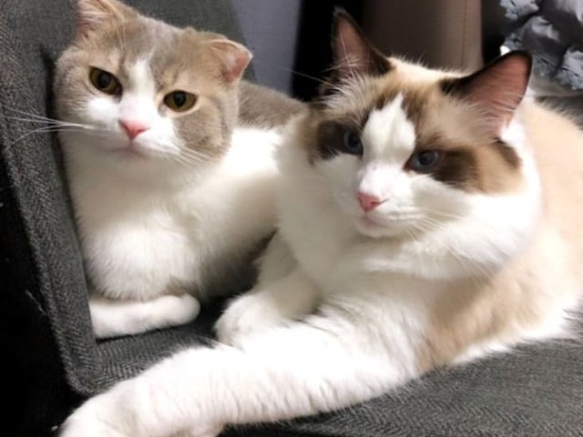 Leo e Luca gatos de Lisa do BLACKPINK.