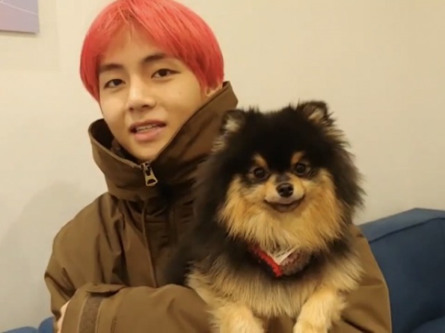 Yeontan cachorro do V do BTS.