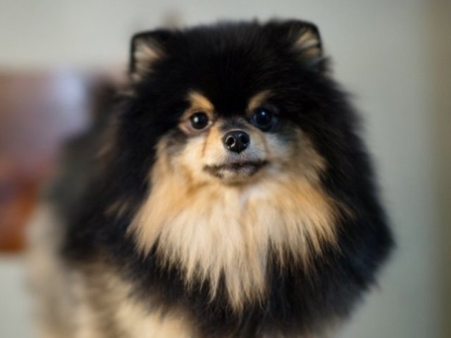 4. Yeontan cachorro do V do BTS.