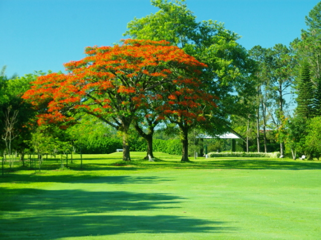 Em um lugar com muita natureza mas sem muitas árvores