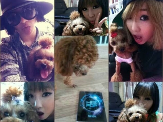 Daugie cadela de Minzy.