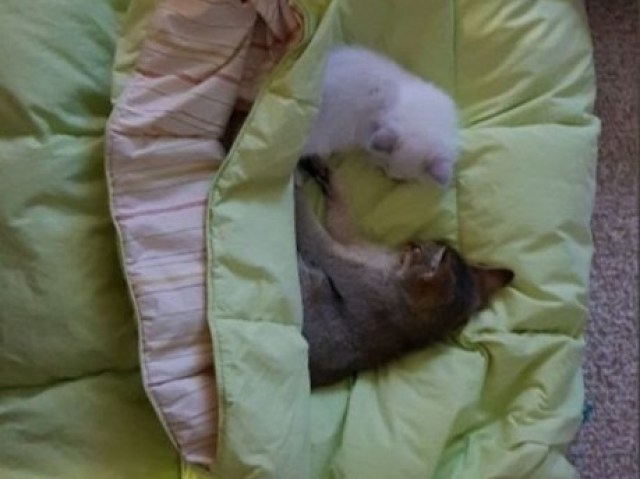 Roney,Ori e Peter gatos de Kang Daniel.