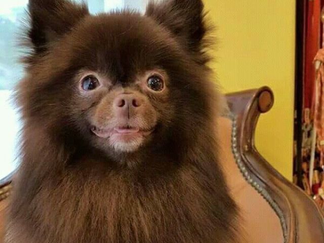 7. Kuma cachorro da Jennie do BLACKPINK.