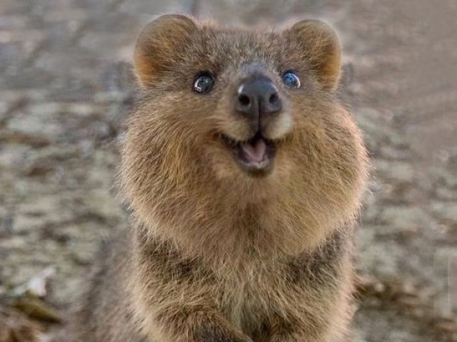 Quokka