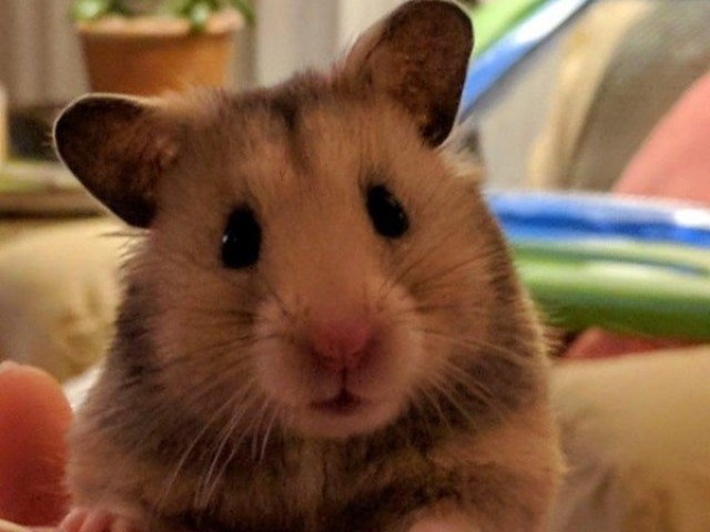 Hamster