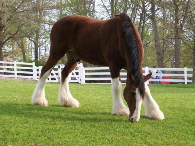 Clydesdale