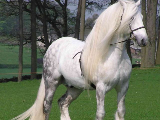 Percheron