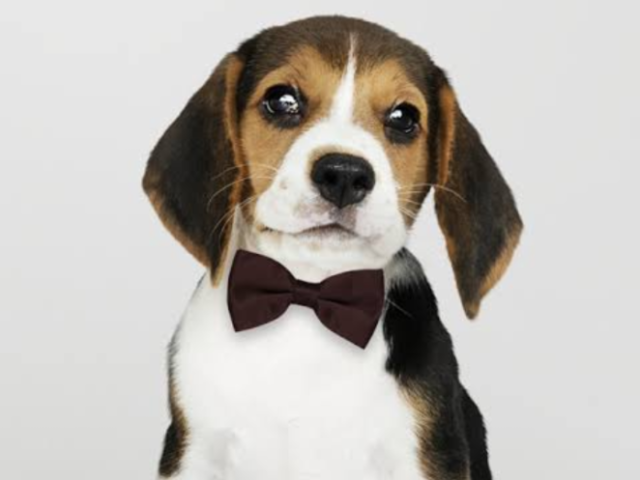 Beagle