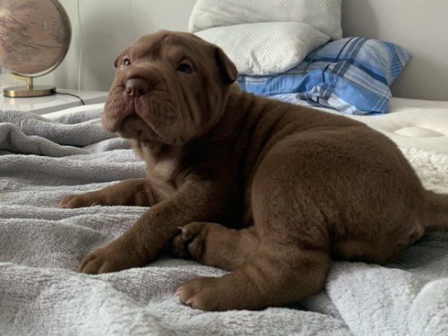 Sharpei