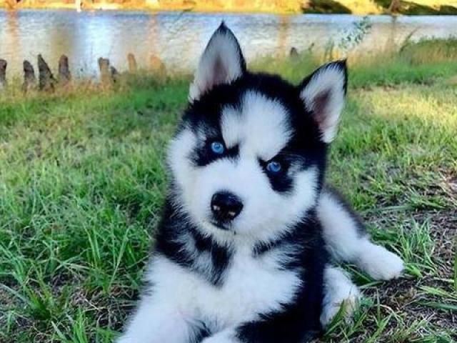 husky siberiano