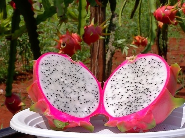 Pitaya