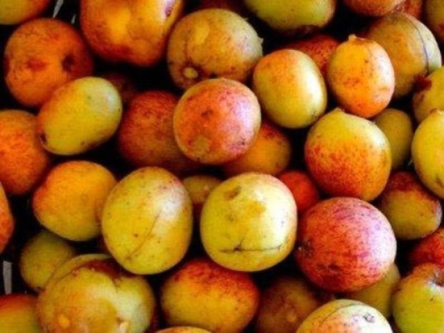 Mangaba