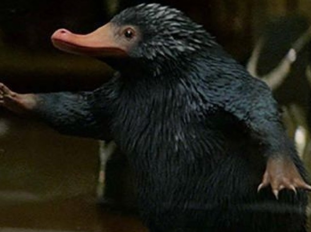 Pelúcio