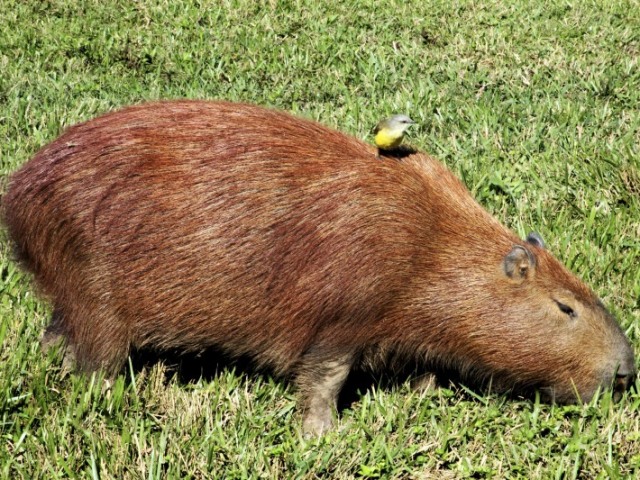 capivara