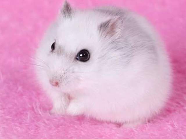 Hamster