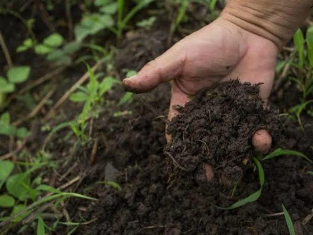 Solo pouco fértil, impróprio para agricultura, porém, rico em cobertura vegetal.