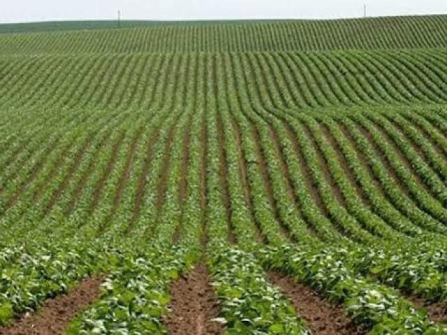 Solo fértil, ótimo para agricultura.