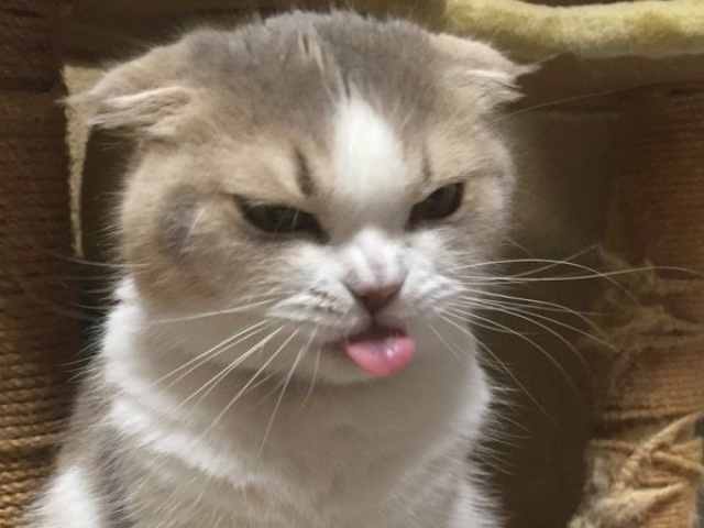 Gato