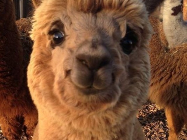 Alpaca