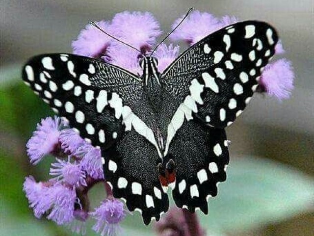 Borboleta