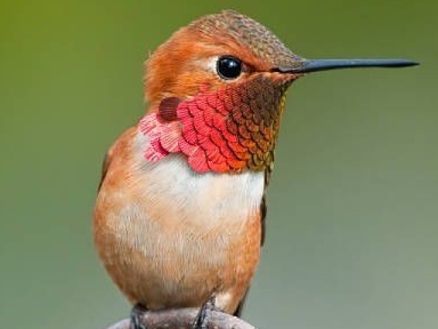 Beija-Flor