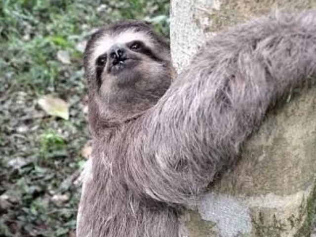 Bicho preguiça